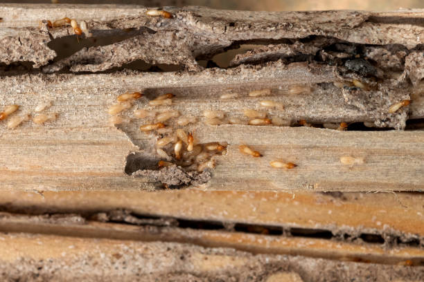 Best Local Pest Control Services  in Churchill, MT