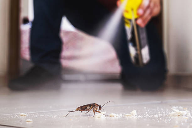 Spider Control Near Me in Churchill, MT